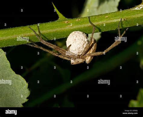 Garden Spider Eggs High Resolution Stock Photography And Images Alamy