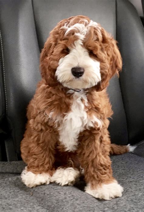 Arrowhead labradoodles are experienced breeders in ontario, offering the finest bred dogs available. Past Litters - Royal Australian Labradoodles