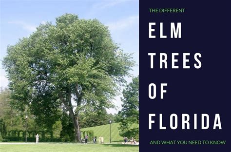 Florida Elm Trees Anglin Brothers Tree Service Lakeland Fl