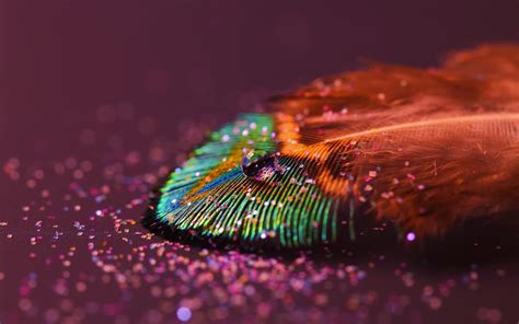 Feather Drop Hd Nature 4k Wallpapers Images