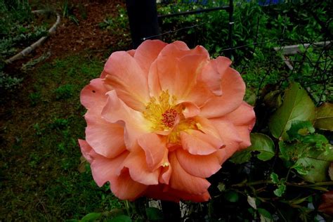 Photo Of The Bloom Of Rose Rosa Westerland Posted By Kassiap