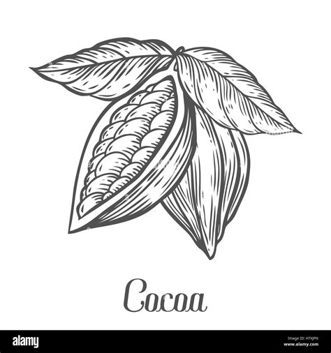 Cacao Hand Drawn Cocoa Botany Vector Illustration Doodle Of Healthy