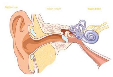 Telinga Manusia | Berbagi Ilmu, Banyak Manfaat