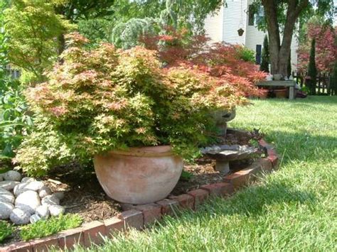 We can't send the pots with plants. japanese maples in pots :) | Large plants, Plants, Potted ...