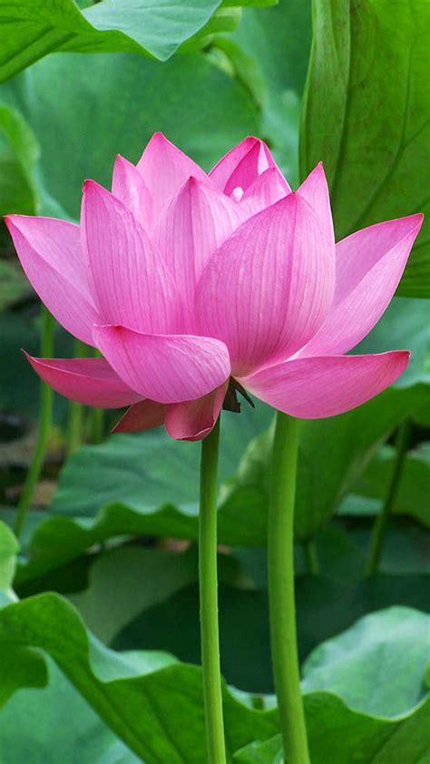 Oneplus 10t Wallpaper With Lotus Flower Background Hd Wallpapers