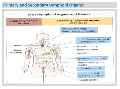 Ppt Lymphoid Tissues And Organs Powerpoint Presentation Free