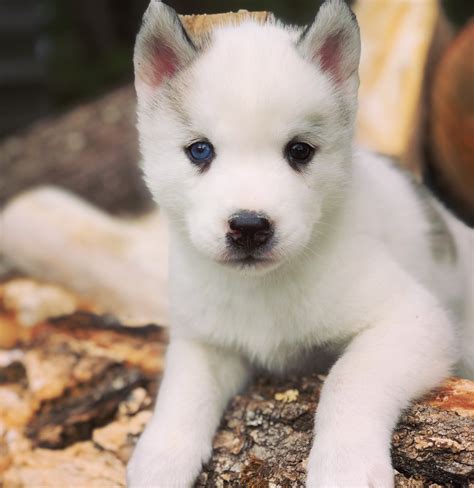 Funny All White Siberian Husky Puppies For Sale L2sanpiero