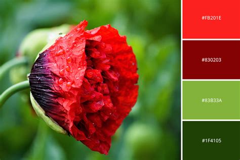 Complementary Colors In Photography 21 Tips