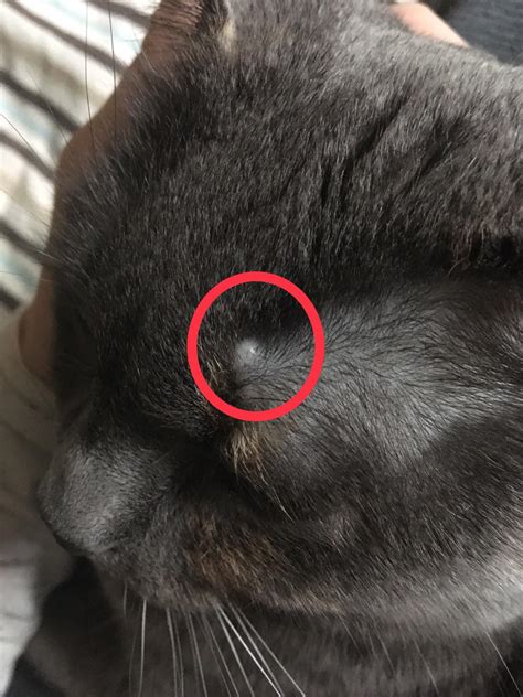 my cat has this little bump looks like a pimple cyst anyone have experience with this is it a