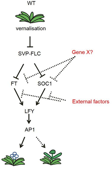 Frontiers Flc And Svp Are Key Regulators Of Flowering Time In The