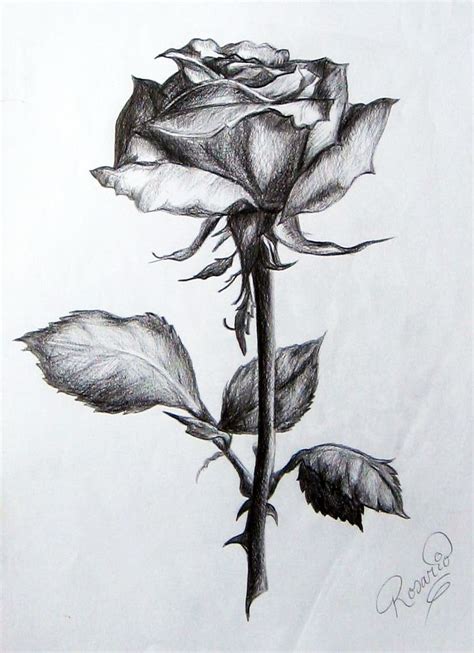 Resultado De Imagen Para Dibujos De Rosas A Lapiz Pencil Drawings Of