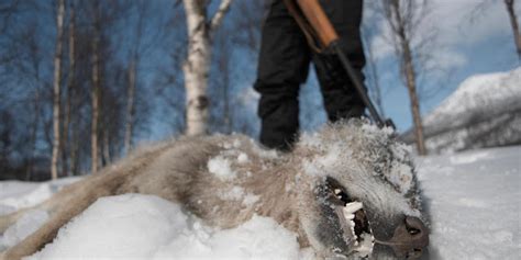 when you start killing wolves something odd happens news today
