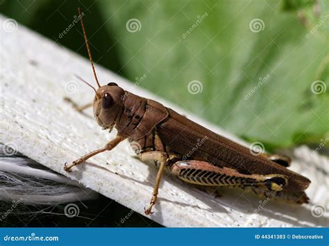 Brown Grasshopper Stock Image Image Of Dark Closeup 44341383