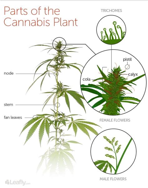 Dockside Cannabis Basic Cannabis Anatomy 101