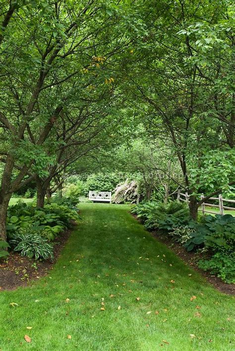 Walkway In Shade Garden Under Allee Of Trees With Hostas Perennials