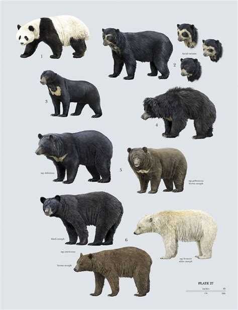 Bear Species Bear Species Animals Wild Mammals
