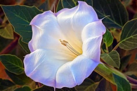 28 Bunga Yang Indah Unik Dan Beracun Di Dunia ~ Info Aneh