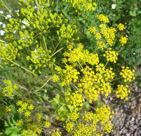 Wild Parsnip Pastinaca Sativa Edible And Medicinal Uses Of The