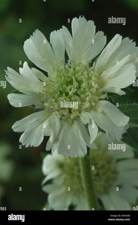 Scabiosa Prolifera Carmel Daisy Scabious Pincushion Flower Stock
