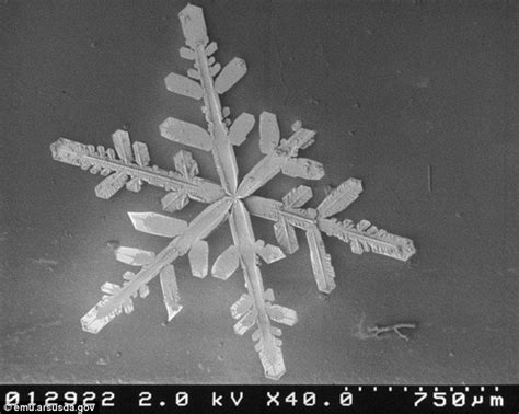 Amazing Microscopic Images Of Snowflakes Microscopic Images Things