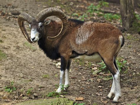 Tsammalex Ovis Aries Domestic Sheep