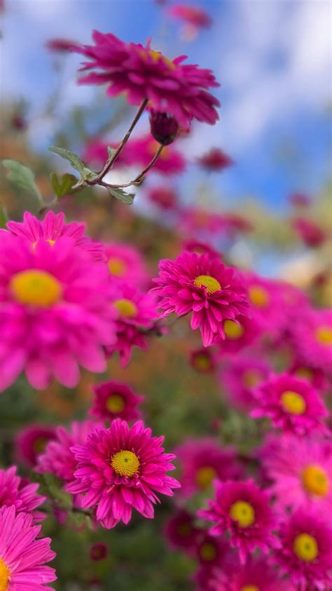 Download Wallpaper 1080x1920 Chrysanthemums Flowers Pink Autumn