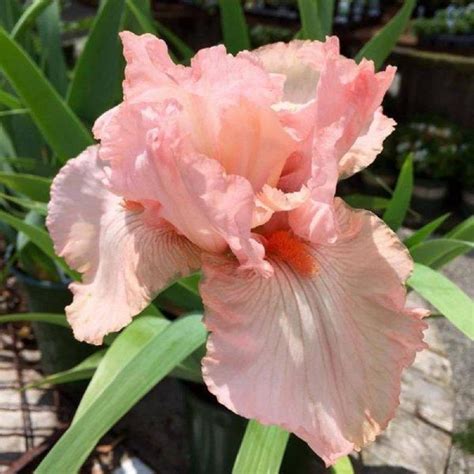 Iris Germanica Pink Attraction Bearded Iris Gateway Garden Center