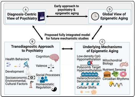 The Cutting Edge Of Epigenetic Clocks In Search Of Mechanisms Linking