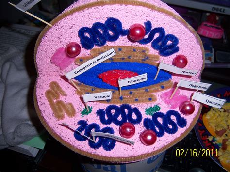 Then, stick the nucleus (round plastic ball or styrofoam ball) in the center with the help of duct tape or glue. homemade cell model project ideas - Bing Images | Biology ...