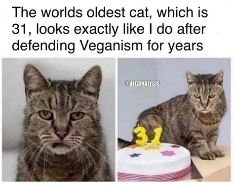 Their personal beliefs that consuming. The worlds oldest cat, looks exactly like me after ...