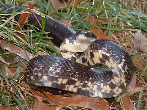 Black Rat Snakes Come With A Variety Of Markings South Carolina