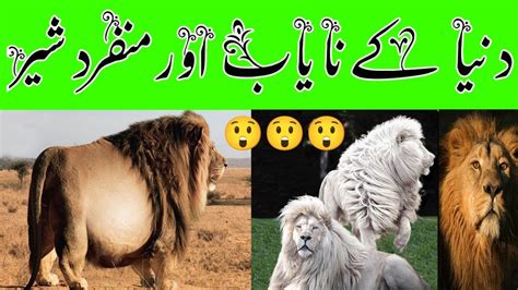 Most Unique Lions In The World دنیا کے نایاب اور منفرد شیر Rare Lion
