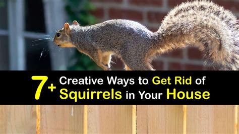 7 Creative Ways To Get Rid Of Squirrels In Your House