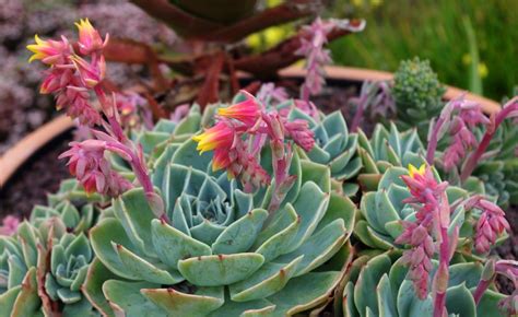 Echeveria Hen And Chicks A To Z Flowers