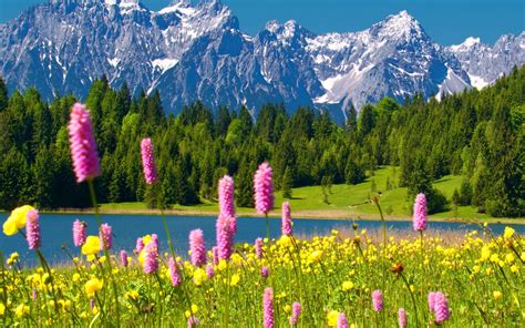 Flowers In The Mountains Wallpapers High Quality