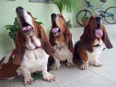 12 Basset Hounds The Funniest Dogs Ever Basset Dog Basset Hound