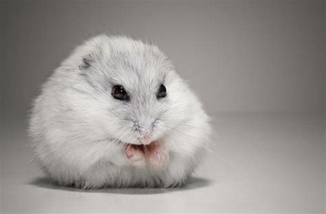 Dwarf Winter White Russian Hamster Info Pictures Traits And Facts