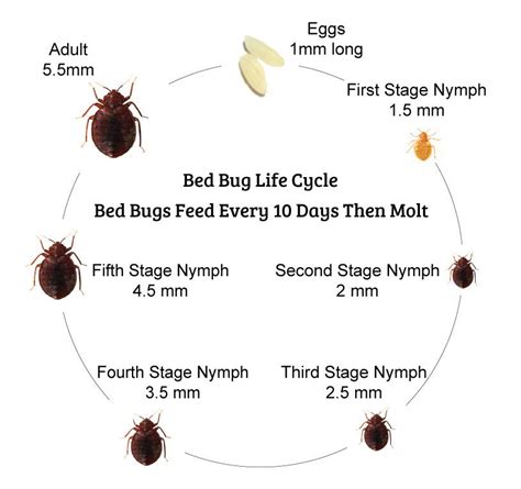 Bed Bug Life Cycle 7 Stages Of A Bed Bugs Life Cycle You Need To Know