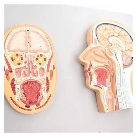 Buy Anatomical Brain Anatomy Model Medicine Median Section Facet Model