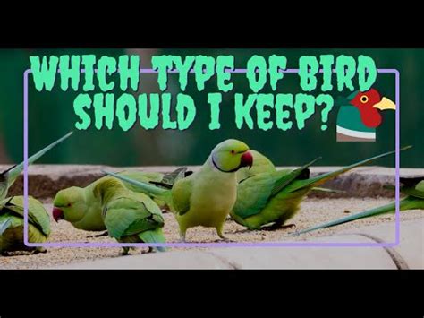 5 best bird pets for beginners - YouTube