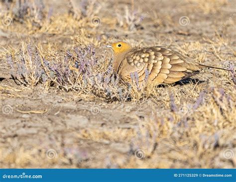 A Sand Grouse Resting Stock Image Image Of Winter Natural 271125329