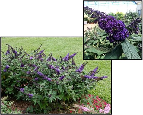 Pugster Blue Butterfly Bush Hinsdale Nurseries Welcome To Hinsdale