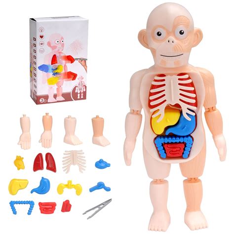 Miuline 9 Inch Human Body Model For Kids 19 Parts Anatomy Modelschool