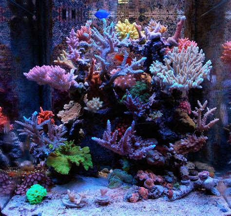 Podpimp Featured Nano Reefs Featured Aquariums Monthly