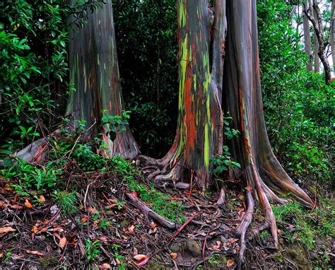 Rainbow Eucalyptus Trees Photograph By Rendell B