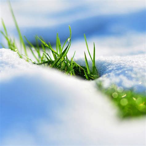 Spring Snow Grass Reflections Ipad Pro Wallpapers Free Download