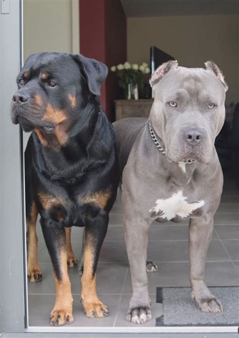 Two Large Dogs Standing Next To Each Other