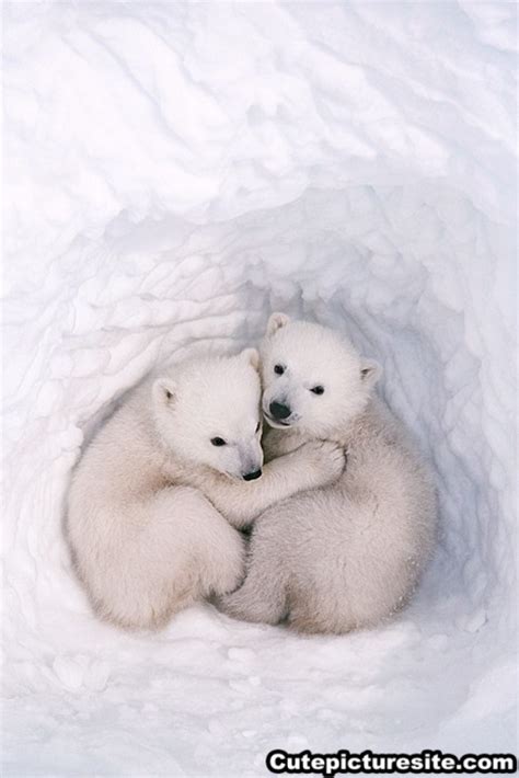 9 Best Images About Cute Baby Polar Bear On Pinterest