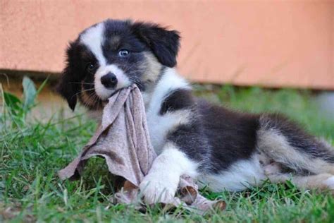 When Do Australian Shepherds Shed Their Puppy Coat Embora Pets