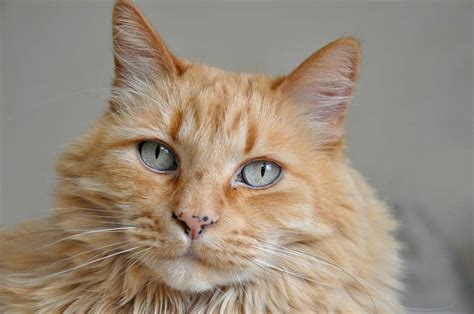 Some cats naturally have black gums, which is completely normal. Cat Freckles: Why Kitties Get Them And What It Means ...